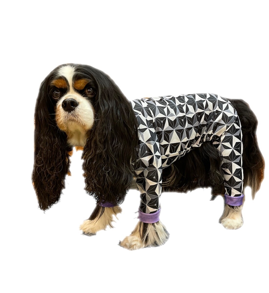 キャバスーツ イヌクローゼットおまとめ2枚 キャバスーツ試着セット