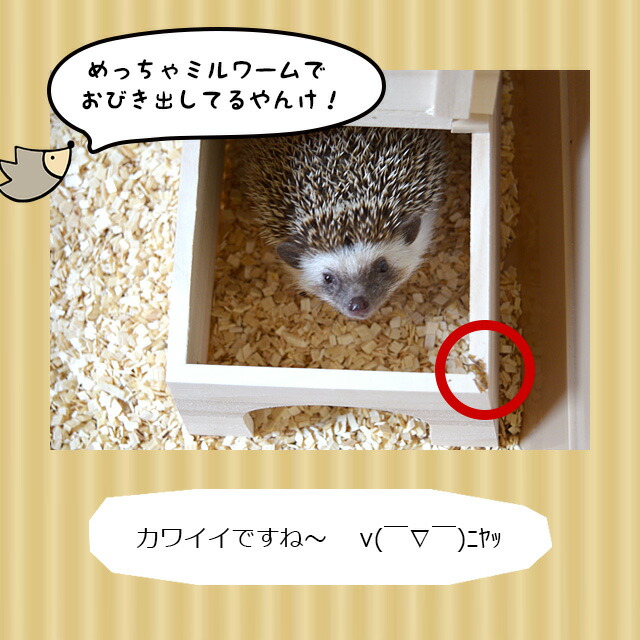 CASA ハリネズミののぞいて安心ハウス 天然木使用 マルカン